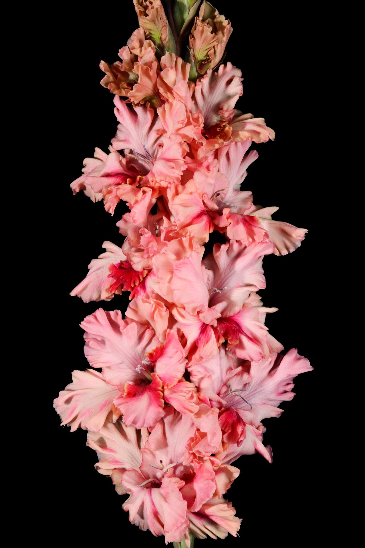 Гладиолус крупноцветковый Рай В Шалаше